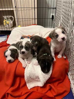 Mrs. Sewart's foster puppies.