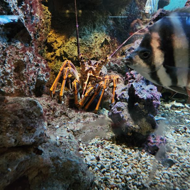 Giant Spiny Lobster at the Field Museum