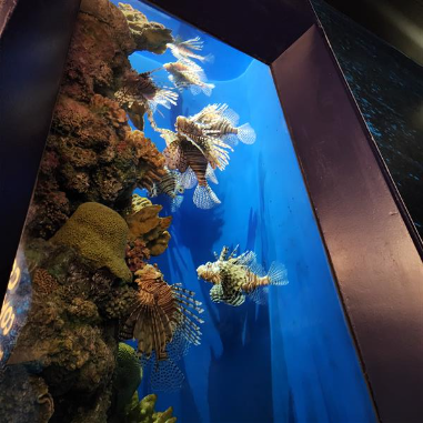 Lion Fish at the Field Museum