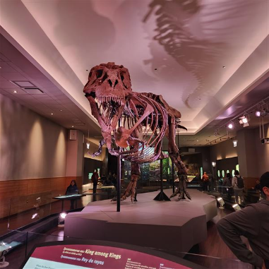 Fossil of Sue the T-Rex at the Field Museum