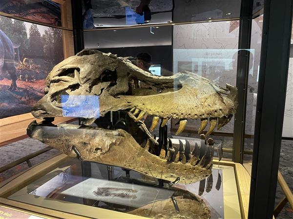 The actual fossil of Sue, the T-Rex's skull