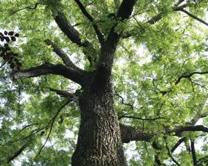 walnut tree 