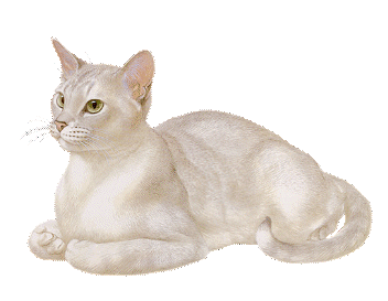 creepy cat 