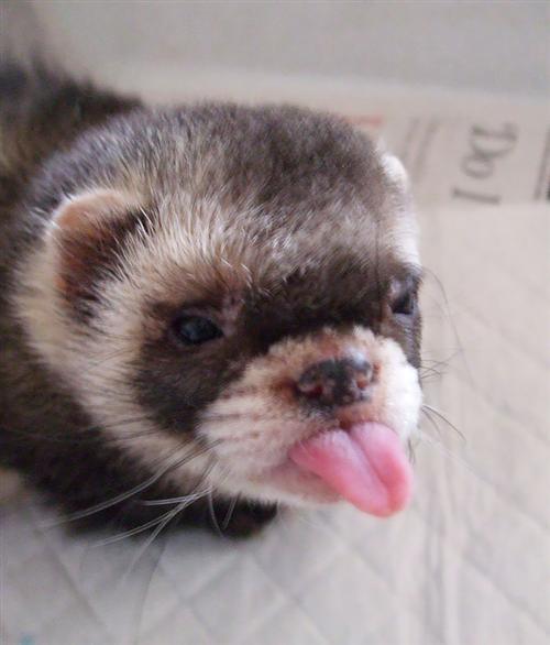 mink 